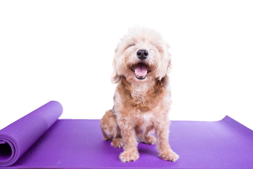 balanced body dog on pilates mat